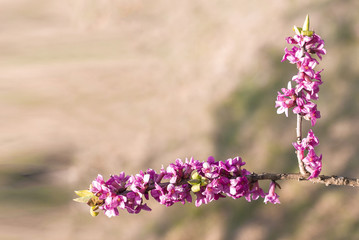 The first spring flowers on trees and shrubs, blooming buds, partial blur, awakening of nature, copy space for text