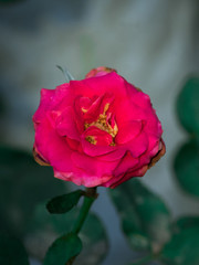 Obraz premium red rose in garden