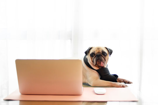 Cute pug dog wearing necktie and working with laptop notebook. Online the internet quarantine and work from home concept of global pandemic coronavirus, COVID-19 or 2019-nCoV.