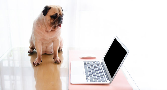 Cute pug dog looking , searching or browsing online the internet , with laptop pc computer screen. Clipping path on notebook screen. Copy Space for label text using in advertisement.