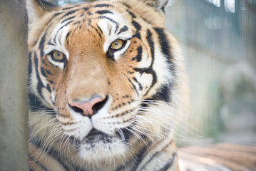 portrait d'un tigre en gros plan regard et relax