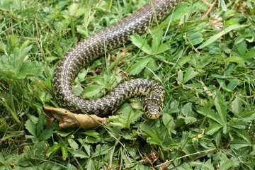 couleuvre 