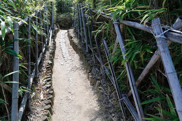 대나무 숲길이 보이는 아름다운 풍경
