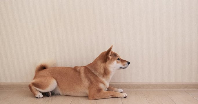 A cute dog Shiba Inu lies on the floor and the owner gives her a treat.
