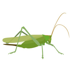Grashüpfer