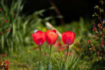 赤いチューリップ