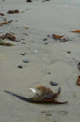 sandy beach with sea grass