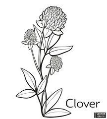 Clover blossom meadow flower hand draw vintage style