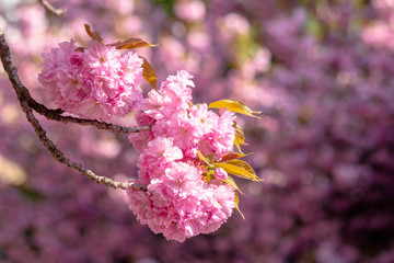 sakura close up in the morning. beautiful springtime background in the garden