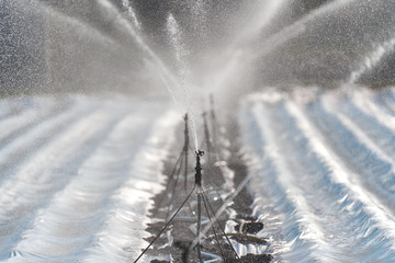 Reihe von Impulsregnern als Bewässerung auf einem Feld in der Landwirschaft als Sprinkler