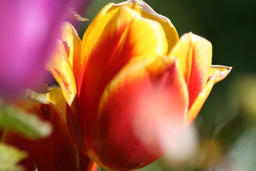 Tulpe
