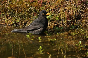 Badende männliche Amsel (Turdus merula) im Gartenteich