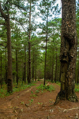Path in the woods Da Nang, Vietnam, Asia