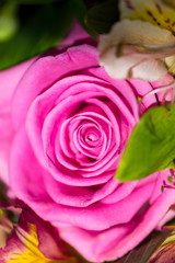 Fototapeta premium background of beautiful pink rose close-up in a bouquet of flowers