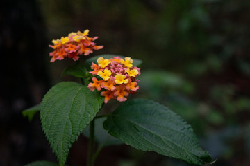 red and yellow flowers Da Nang, Vietnam, Asia