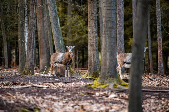 Fallow deer dama dama in the forest © Eliška
