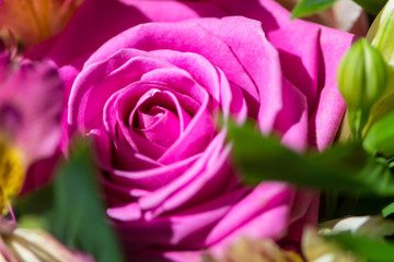 Fototapeta na wymiar background of beautiful pink rose close-up in a bouquet of flowers