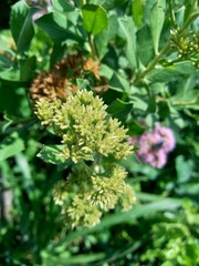 Pluchea indica (Indian camphorweed, Indian fleabane, Indian pluchea, Baccharis indica L) flower with natural background