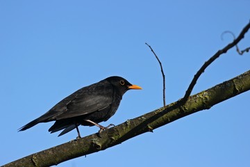 Männliche Amsel (Turdus merula) auf Zweig vor blauem Himmel