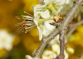 Apfelblüte mit bestäubender Biene vor gelbem Hintergrund 