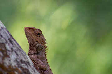 lizard on a tree Da Nang, Vietnam, Asia