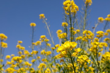 파란 하늘과  노란 유채꽃