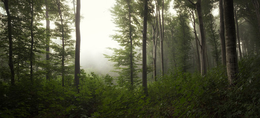 grünes Waldpanorama, üppige Vegetation in Naturwäldern © andreiuc88