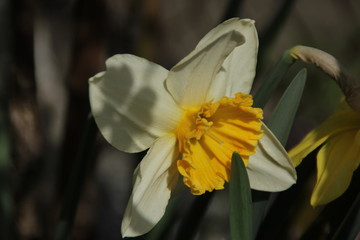 Fototapeta premium Narciso bianco