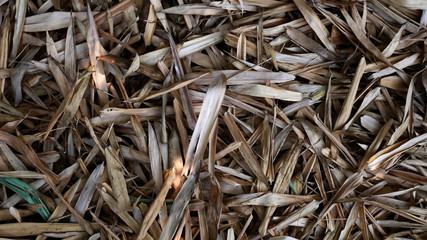 dry bamboo leaf background