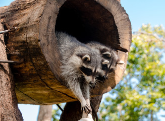 portrait of a raccoon