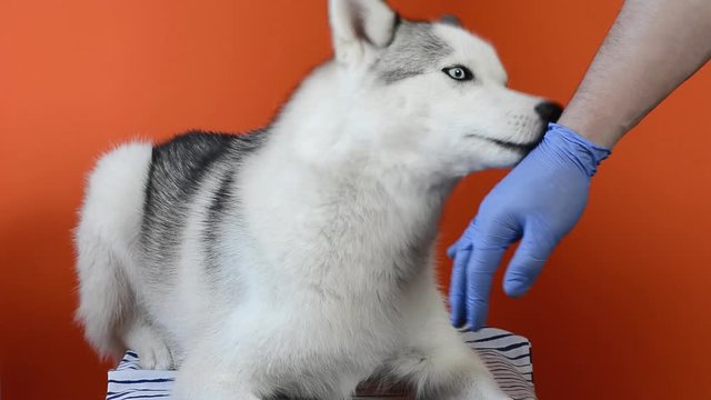 Gray Siberian Husky lies isolated on orange background closeup licks the groomer glove