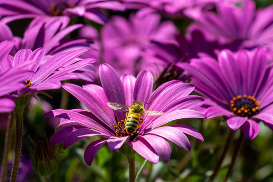 Les abeilles et les fleurs.