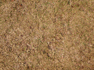 dry grass texture background