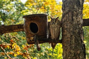 bird house in the garden and owl