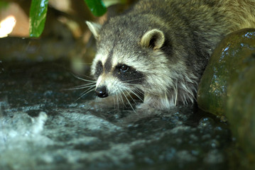 portait d'un raton laveur curieux et beau dans la forêt se lavant les pattes