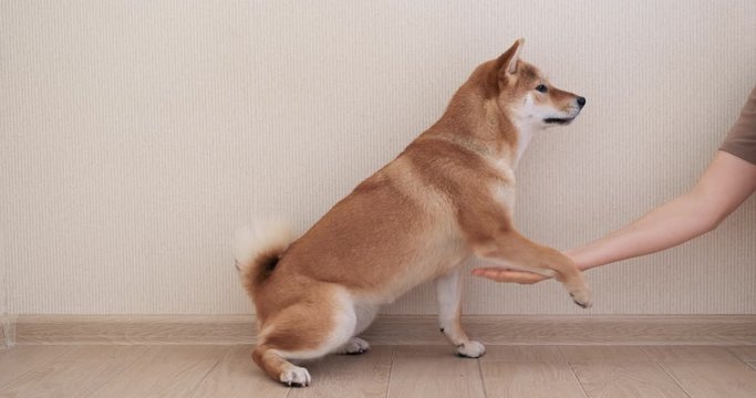 Woman is training her shiba inu dog in a home and gives a treat. Obedient dog concept. Dog executes commands of its owner.