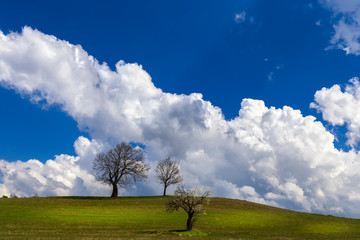 Background photos. It's spring time. Beautiful trees and sky. Uludag National Park, Bursa, Turkey.