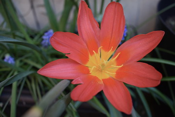 Fototapeta premium Rare red eight symmetrical petal tulip Quintessential spring edible flower part of the Liliaceae family replaces onion in lots of recipes and is even used to make wine It was the most expensive flower