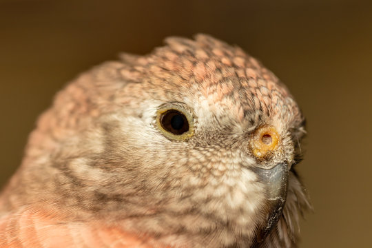 Close-up on the head of a pink Bourke parakeet - Neopsephotus bourkii