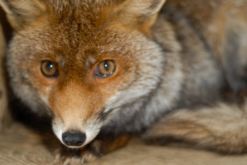 portrait d'un renard dans la forêt au regard inquiet et peureux 