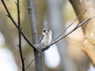 Japanese pygmy woodpecker perched in a forest 13