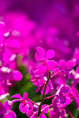 Fototapeta na wymiar Pink orchids in garden
