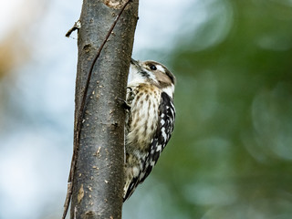 Japanese pygmy woodpecker perched in a forest 4