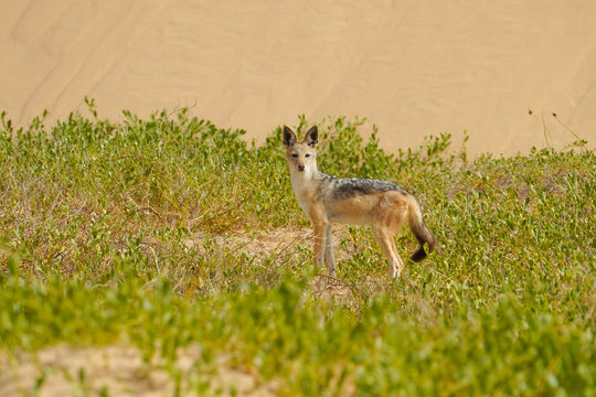 Schakal