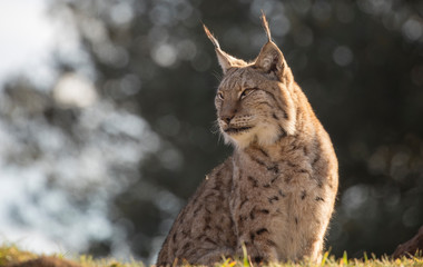 Lince Boreal