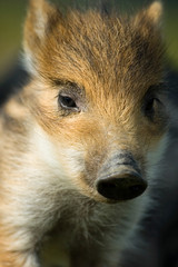 Adorable marcassin dans l'herbe d'une foret d'Europe