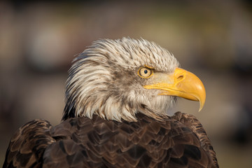 Aguila de Cabeza Blanca  observa su presa