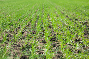 A field of sprouted wheat. Agriculture and farming concept.