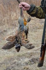 The prey is in the hands of the hunter. Bird pheasant in the hands of a man hunting. Close up