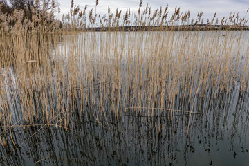 Stockholm, Sweden  Grasses along Lake Malaren.